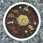 Prymalya, Extérieur, Gîte, Casteljaloux, Jardin, (11)