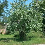 Prymalya, Extérieur, Gîte, Casteljaloux, Jardin, (12)