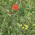 Prymalya, Extérieur, Gîte, Casteljaloux, Jardin, (13)