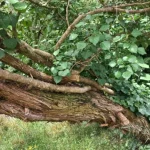 Prymalya, Extérieur, Gîte, Casteljaloux, Jardin, (14)