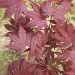 Prymalya, Extérieur, Gîte, Casteljaloux, Jardin, (15)