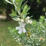 Prymalya, Extérieur, Gîte, Casteljaloux, Jardin, (16)