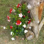 Prymalya, Extérieur, Gîte, Casteljaloux, Jardin, (17)