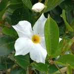 Prymalya, Extérieur, Gîte, Casteljaloux, Jardin, (18)