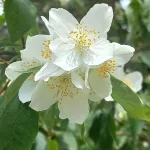 Prymalya, Extérieur, Gîte, Casteljaloux, Jardin, (7)