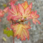 Prymalya, Extérieur, Gîte, Casteljaloux, Jardin, (8)