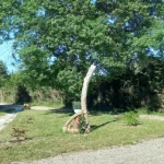 Prymalya, Extérieur, Gîte, Casteljaloux, Jardin, (9)