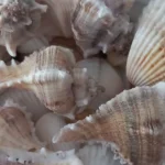 Prymalya, Intérieur, Gîte, Océan, Casteljaloux, Fond Coquillages